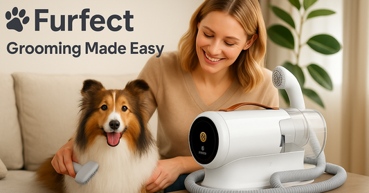 Spring Pet Care Tips to Keep Your Dog or Cat Healthy & Shedding-Free | Furfect
