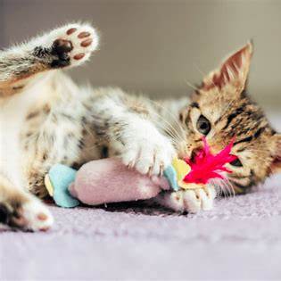 7 Indoor Activities to Keep Your Cat Happy and Stimulated at Home