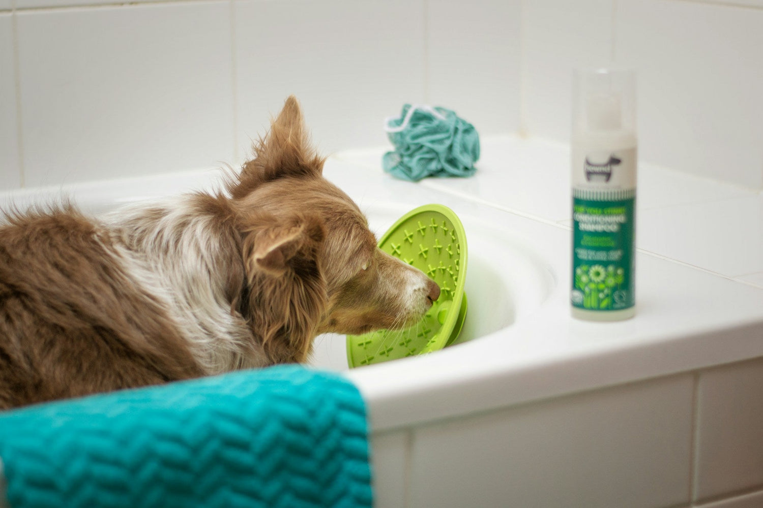 Pet Bath & Shampoo