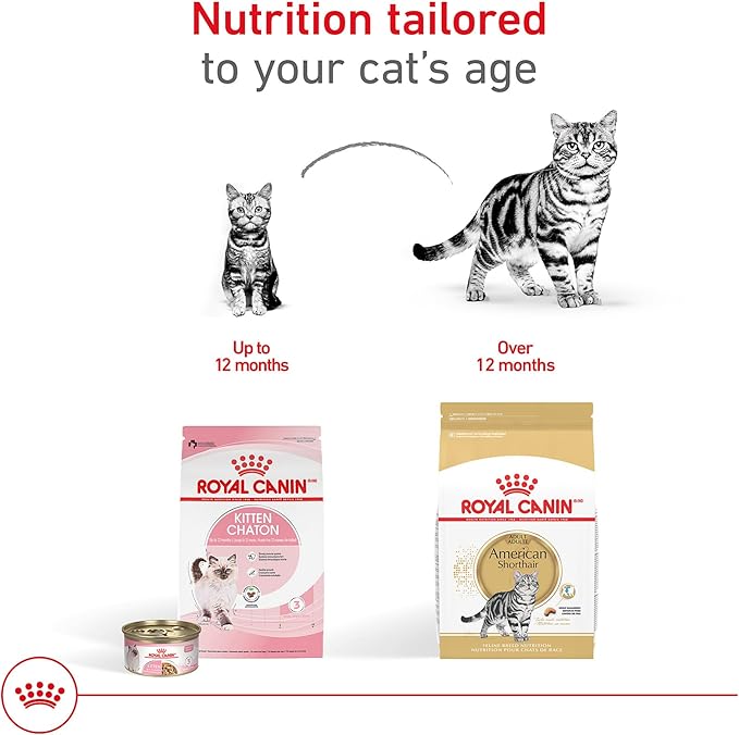 Royal Canin American Shorthair Breed Adult Dry Cat Food, 5.5 lb.