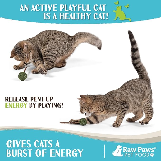 Raw Paws Catnip & Silvervine Lollipops Interactive Cat Toy (6 Pack) - Silvervine Sticks for Cats - Catnip Ball Toy - Fresh Cat Nip - Silver Vine Dental Sticks
